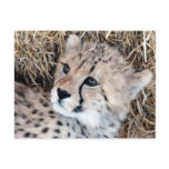 Cute Cheetah Cub Photo Postcard