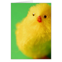 Cute Chick cards by slinky789 Cute Chick cards