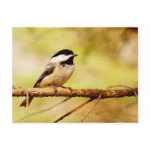 Cute Chickadee in a Pine Tree Post Cards