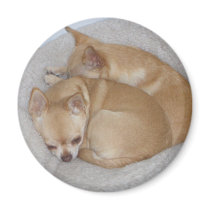 Cute Chihuahua Magnet