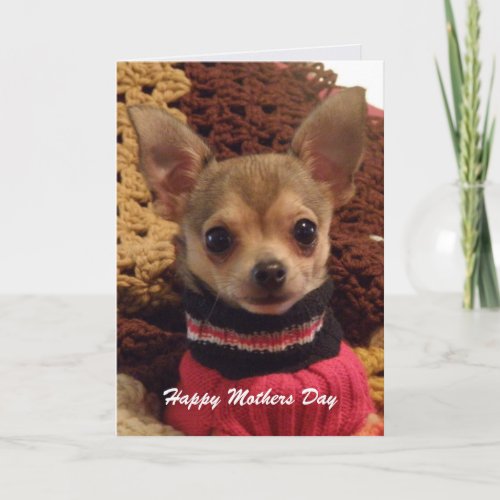 Cute Chihuahua: Mothers Day Card