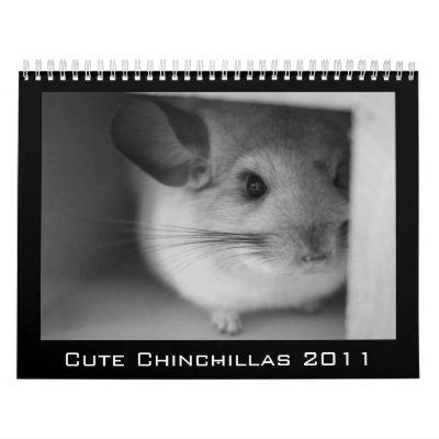 Cute Chinchilla Calendar 2011 Cute Chinchilla Calendar 2011