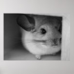 Cute Chinchilla posters