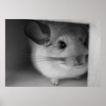 Cute Chinchilla Poster