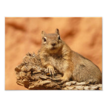 Cute Chipmunk Photo