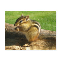 Cute Chipmunk Post Card