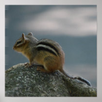 Cute Chipmunk Poster