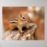 Cute Chipmunk Poster