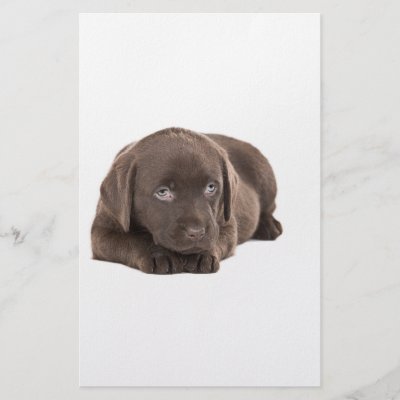 cute yellow labrador puppy. cute yellow labrador puppy. Cute Chocolate Labrador Puppy