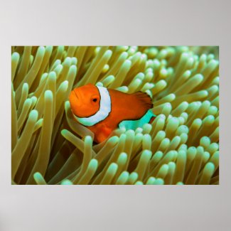 Cute Clownfish Poster