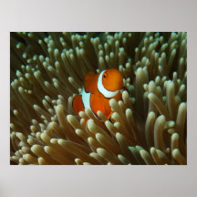 Cute Clownfish Poster