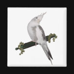Cute Cockatiel on Ivy Perch Refrigerator Magnets