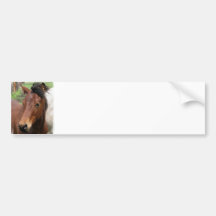 Cute Colt Bumper Sticker