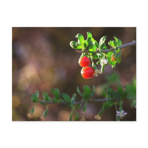 Cute Couple Berries Postcard postcard