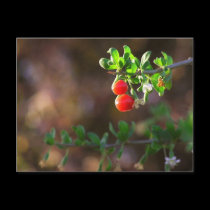 Cute Couple Berries Postcard