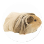Cute Cuddly Cavy stickers