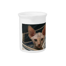 Cute curios sphynx kitten beverage pitchers