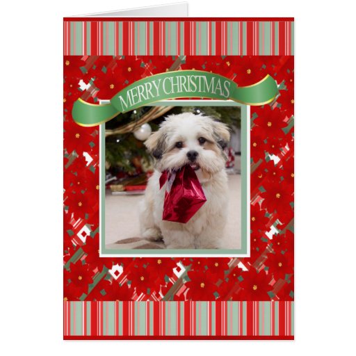 Cute Custom Dog Christmas Greeting Card Zazzle
