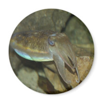 Cute Cuttlefish Refrigerator Magnet