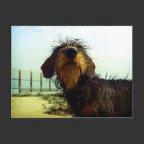 Cute Dachshund at the beach postcards