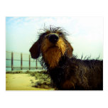 Cute Dachshund at the beach Postcards