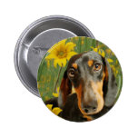 Cute Dachshund (Brown Short Haired) in Sunflowers Buttons