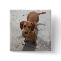 Cute Dachshund Collection Button
