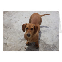 Cute Dachshund Collection Card