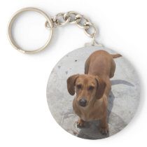 Cute Dachshund Collection Key Chain