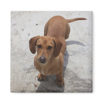 Cute Dachshund Collection Magnet