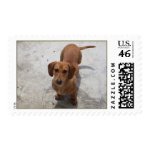 Cute Dachshund Collection Stamps