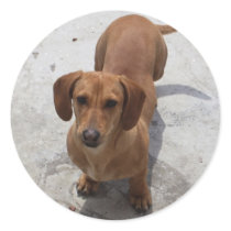 Cute Dachshund Collection Round Stickers