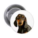 Cute Dachshund ( Miniature Brown Short Haired ) Pinback Button