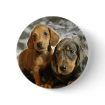 Cute Dachshund Puppies (Brown/Black) buttons