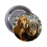 Cute Dachshund Puppies (Brown/Black) Pinback Button