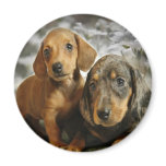 Cute Dachshund Puppies (Brown/Black) magnets