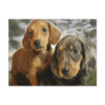 Cute Dachshund Puppies (Brown/Black) Post Cards