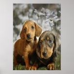 Cute Dachshund Puppies (Brown/Black) posters