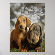 Cute Dachshund Puppies (Brown/Black) Poster