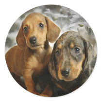 Cute Dachshund Puppies (Brown/Black) Round Stickers