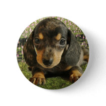 Cute Dachshund  Puppy (Black/Grey) on the Lake Pin