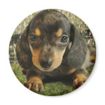 Cute Dachshund  Puppy (Black/Grey) on the Lake magnets