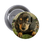 Cute Dachshund  Puppy (Black/Grey) on the Lake Pin