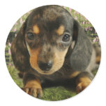 Cute Dachshund  Puppy (Black/Grey) on the Lake stickers