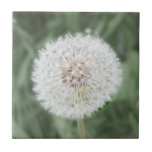 Cute Dandelion Seed Head Ceramic Tiles