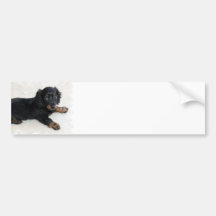 Cute Daschund Bumper Sticker