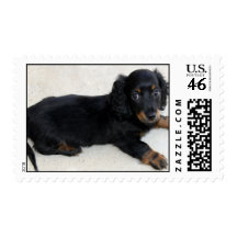 Cute Daschund  Postage Stamp