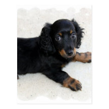 Cute Daschund Postcard