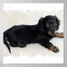 Cute Daschund Poster