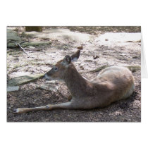 Cute deer cards